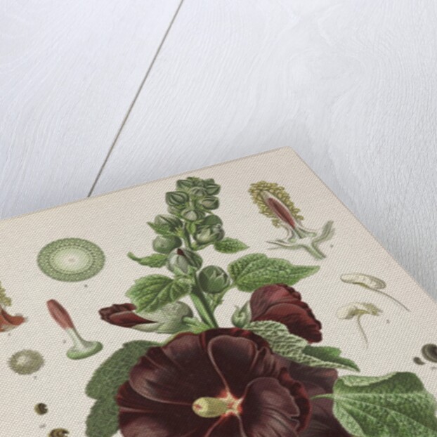 Hollyhock (Alcea rosea) by Walther Otto Müller