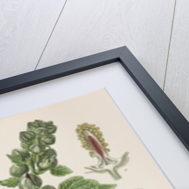 Hollyhock (Alcea rosea) by Walther Otto Müller