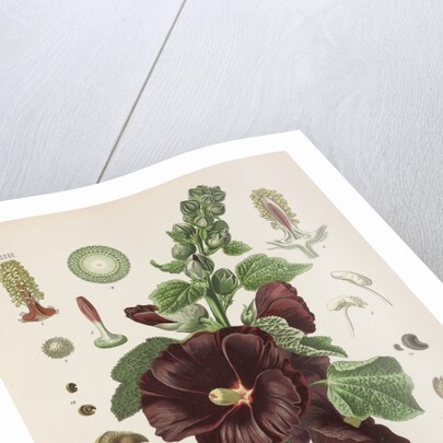 Hollyhock (Alcea rosea) by Walther Otto Müller