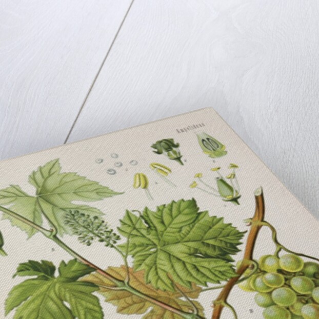 Common grape vine (Vitis vinifera) by Unknown