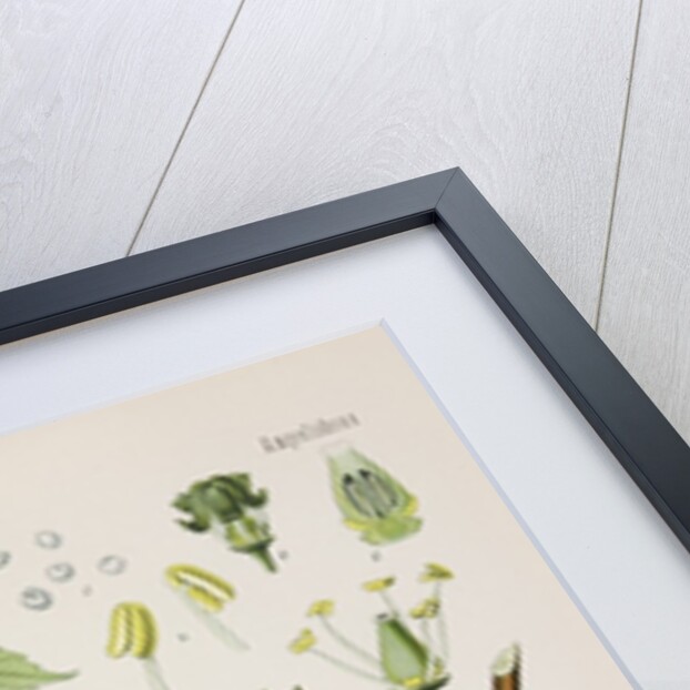 Common grape vine (Vitis vinifera) by Unknown