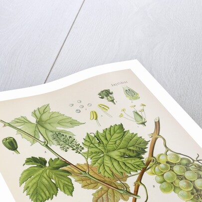 Common grape vine (Vitis vinifera) by Unknown