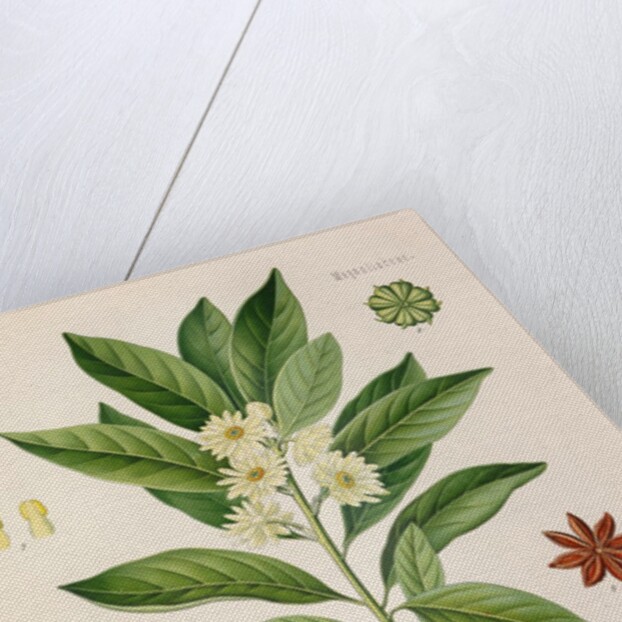 Japanese star anise (Illicium anisatum) by Unknown