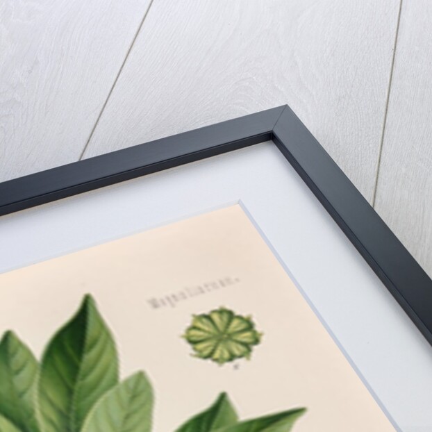 Japanese star anise (Illicium anisatum) by Unknown