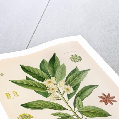 Japanese star anise (Illicium anisatum) by Unknown