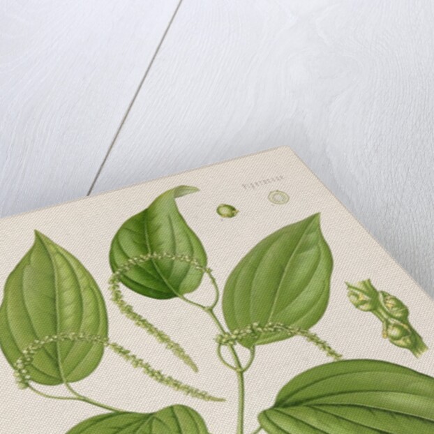 Black pepper (Piper nigrum) by Unknown