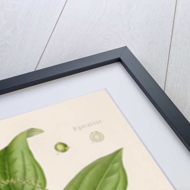 Black pepper (Piper nigrum) by Unknown