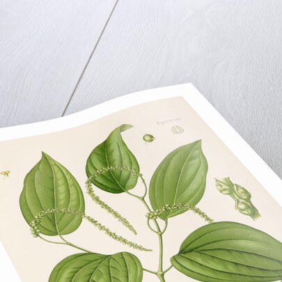 Black pepper (Piper nigrum) by Unknown