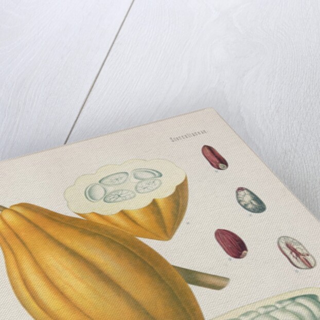 Cacao tree (Theobroma cacao) by Unknown