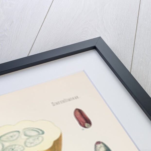 Cacao tree (Theobroma cacao) by Unknown