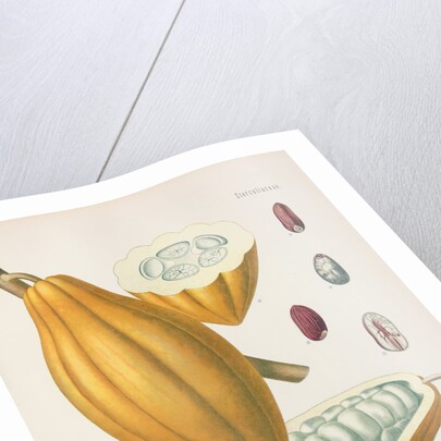 Cacao tree (Theobroma cacao) by Unknown