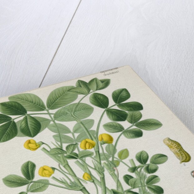 Peanut (Arachis hypogaea) by Unknown