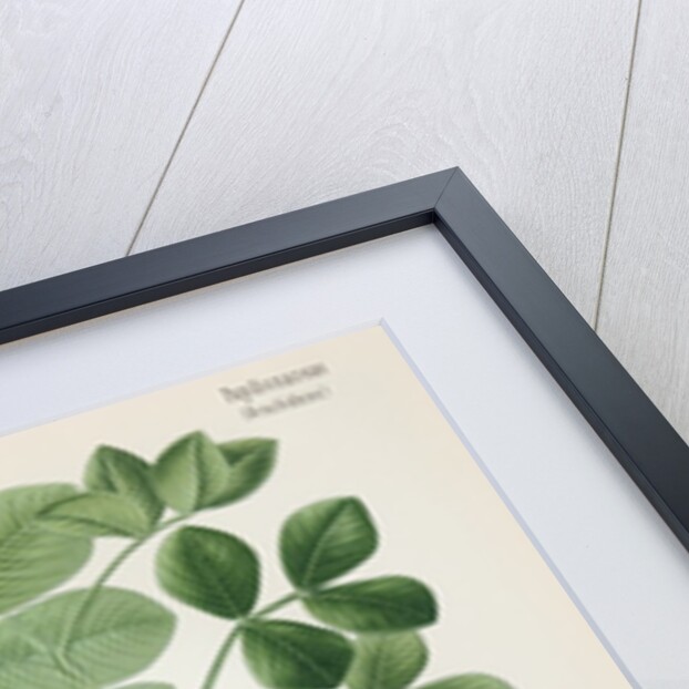 Peanut (Arachis hypogaea) by Unknown