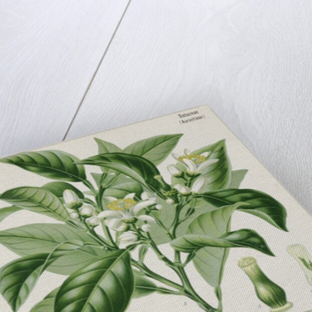 Bergamot orange (Citrus bergamia) by Unknown