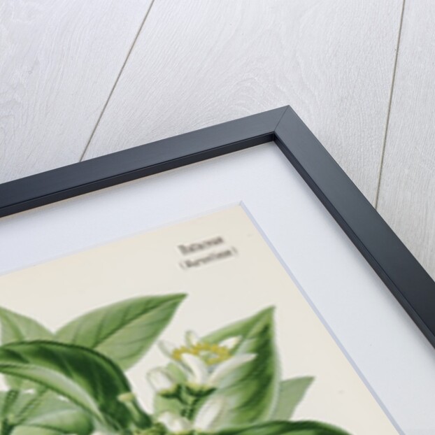 Bergamot orange (Citrus bergamia) by Unknown