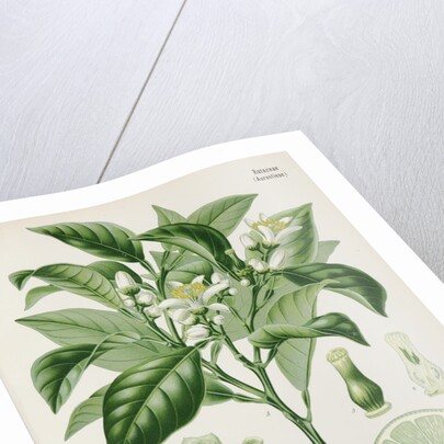 Bergamot orange (Citrus bergamia) by Unknown