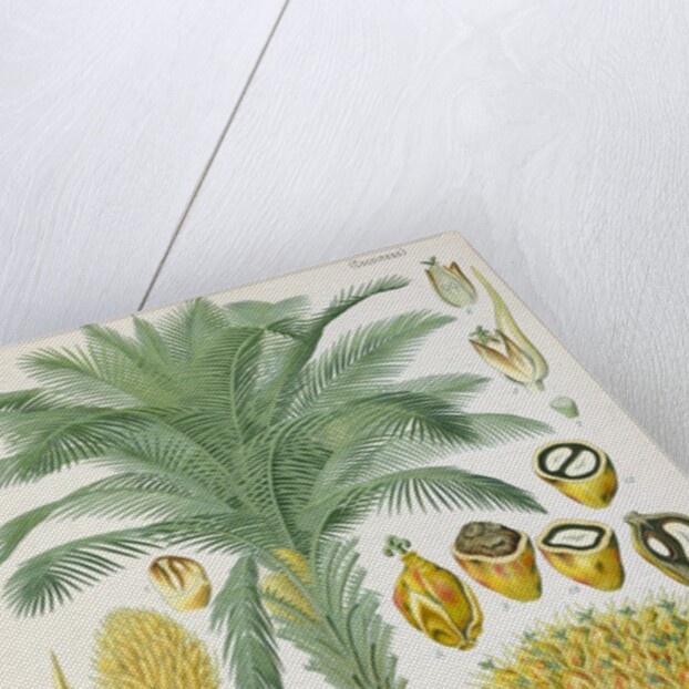 African oil palm (Elaeis guineensis) by Unknown