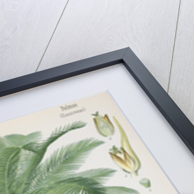 African oil palm (Elaeis guineensis) by Unknown