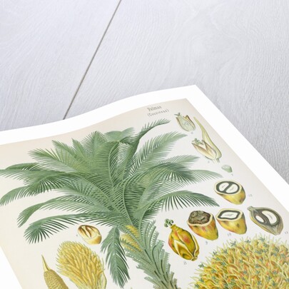 African oil palm (Elaeis guineensis) by Unknown