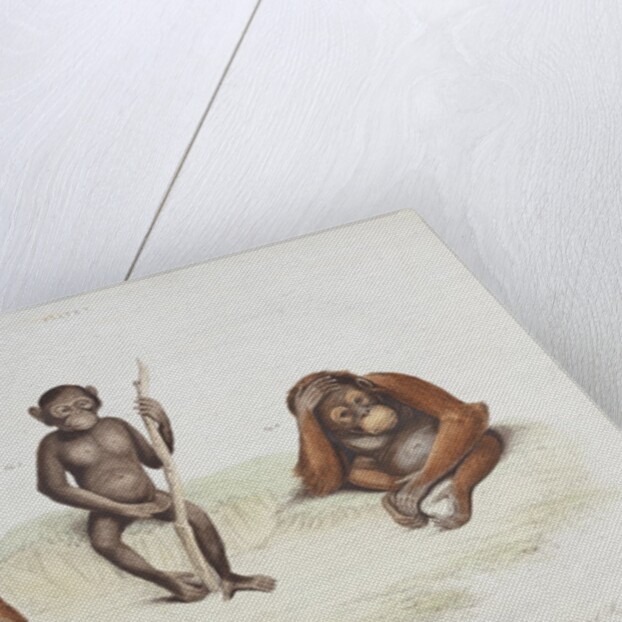 Orang utan (Pongo pygmaeus) by Howitt