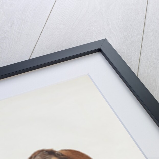 Orang utan (Pongo pygmaeus) by Howitt