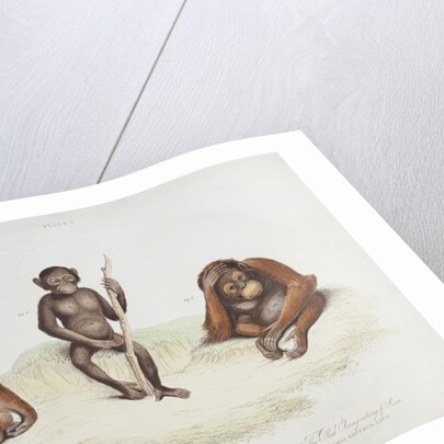 Orang utan (Pongo pygmaeus) by Howitt