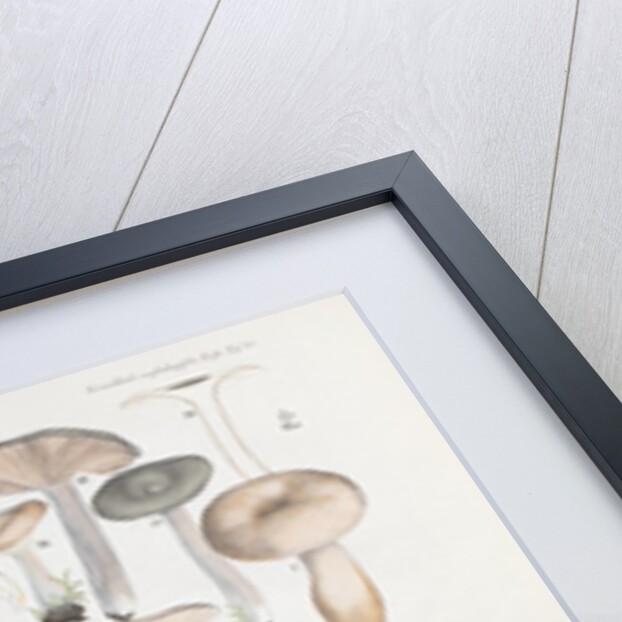 Fungi (Agaricus) by Unknown