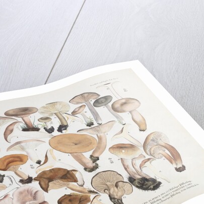 Fungi (Agaricus) by Unknown