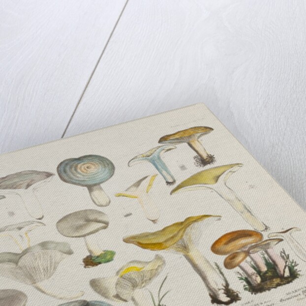 Fungi (Agaricus) by Unknown