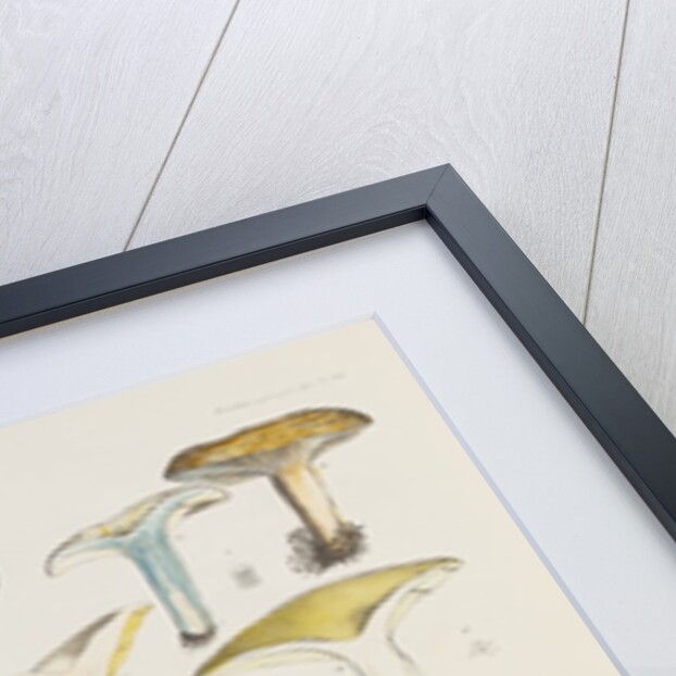 Fungi (Agaricus) by Unknown