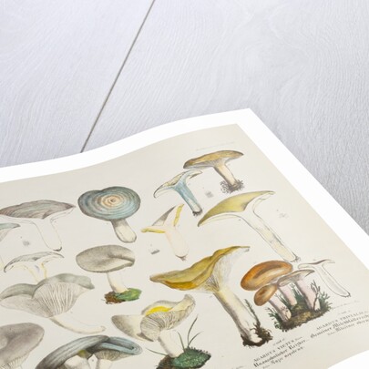 Fungi (Agaricus) by Unknown