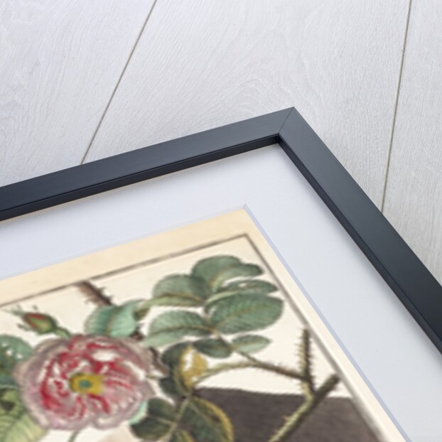 Frogs and toads (Frontispiece) by M. Tyroff