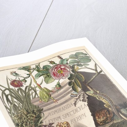 Frogs and toads (Frontispiece) by M. Tyroff