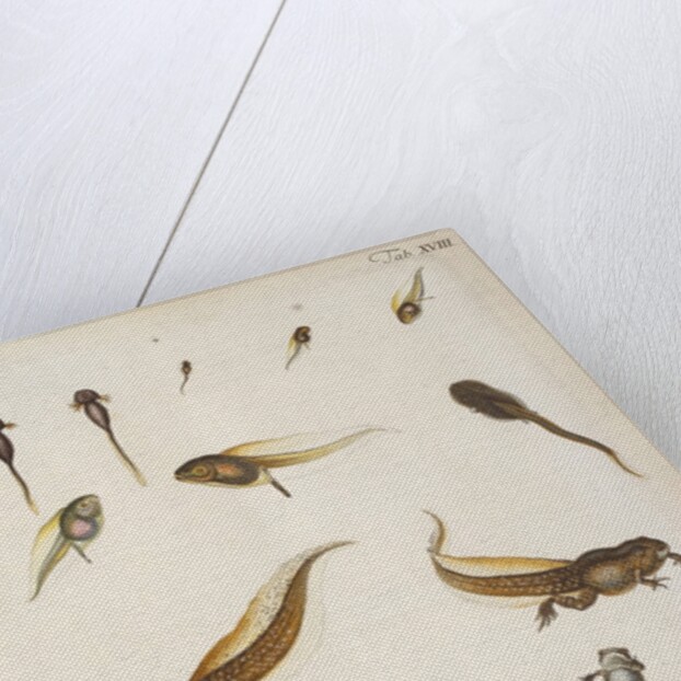 Frog life cycle by A. R. Rösel