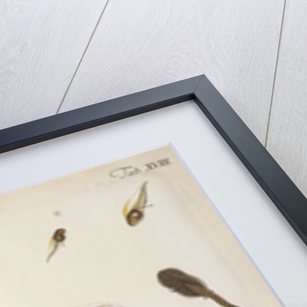 Frog life cycle by A. R. Rösel