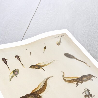 Frog life cycle by A. R. Rösel