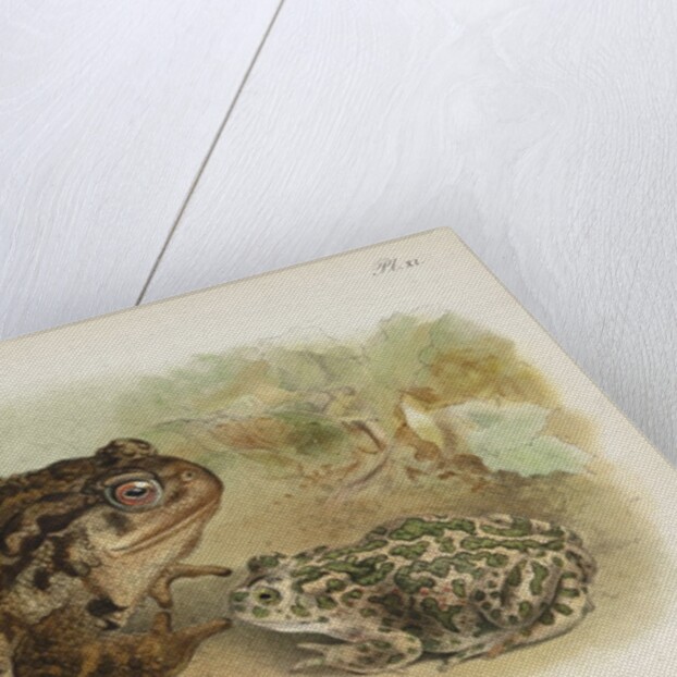 Common toad (Bufo vulgaris) and European green toad (Bufo viridis) by Anonymous