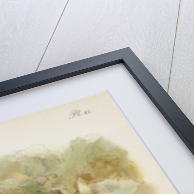 Common toad (Bufo vulgaris) and European green toad (Bufo viridis) by Anonymous