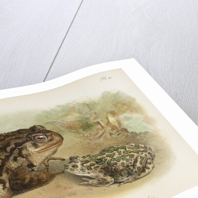 Common toad (Bufo vulgaris) and European green toad (Bufo viridis) by Anonymous