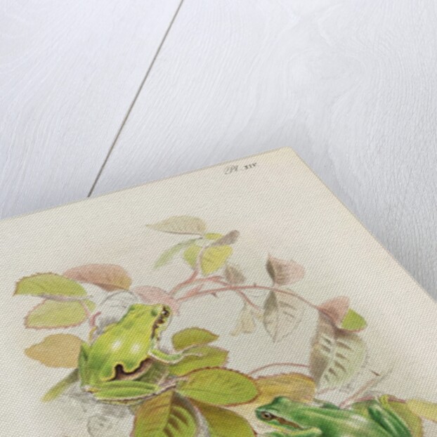 European tree frog (Hyla arborea) by Anonymous