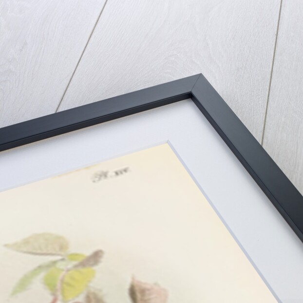 European tree frog (Hyla arborea) by Anonymous