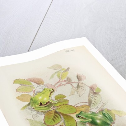 European tree frog (Hyla arborea) by Anonymous