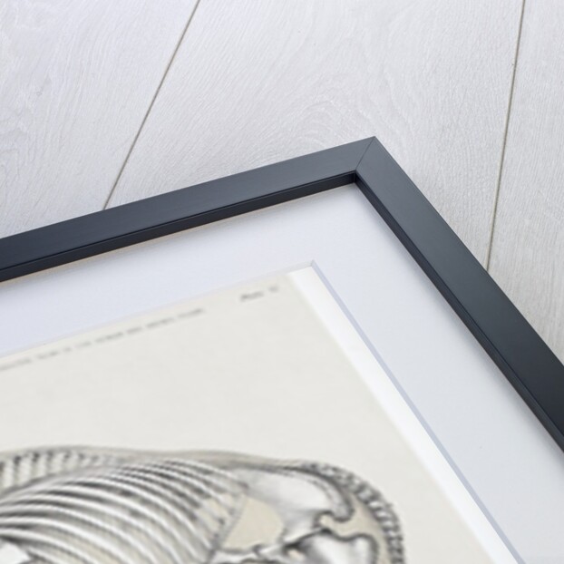 Elephant and human comparison by B. Waterhouse Hawkins