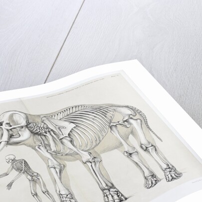 Elephant and human comparison by B. Waterhouse Hawkins