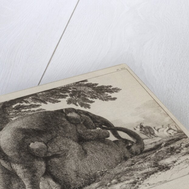 Elephants ('Simulacre des instants de la generation des elephants'), Hans and Parkie by J. P. L. L. Houel