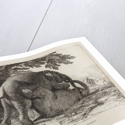 Elephants ('Simulacre des instants de la generation des elephants'), Hans and Parkie by J. P. L. L. Houel