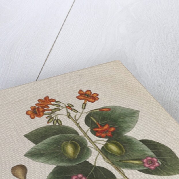 Geiger tree (Cordia sebestena) and Morning glory (Ipomoea carolina), 1731-1743 (Plate) by G. D. Ehret