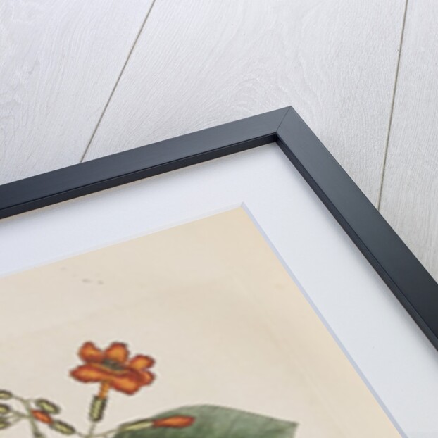 Geiger tree (Cordia sebestena) and Morning glory (Ipomoea carolina), 1731-1743 (Plate) by G. D. Ehret