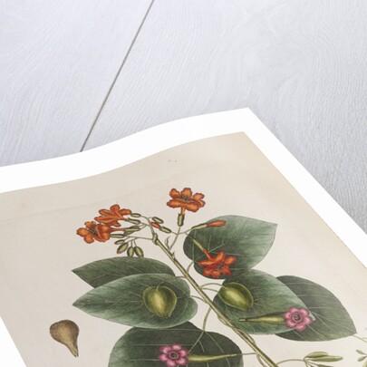 Geiger tree (Cordia sebestena) and Morning glory (Ipomoea carolina), 1731-1743 (Plate) by G. D. Ehret