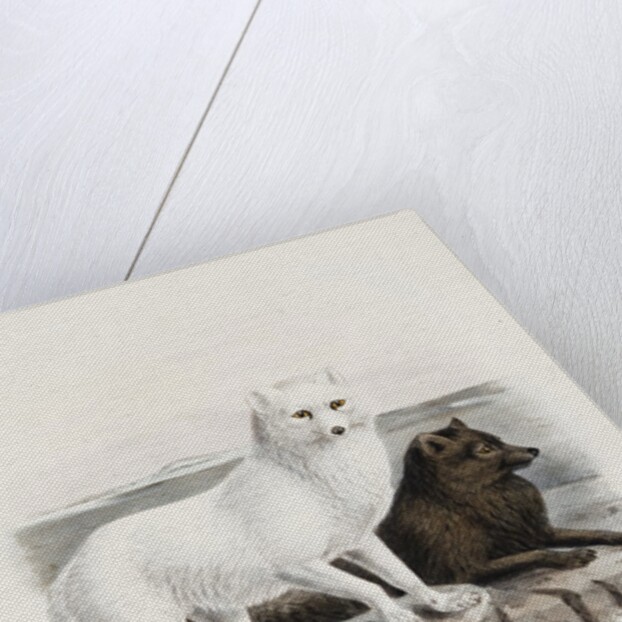 Arctic fox (Vulpes lagopus) by J. G. Keulemans